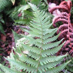 Dryopteris intermedia, Intermediate Woodfern, Shade plants, shade perennial, plants for shade, California Native Plants