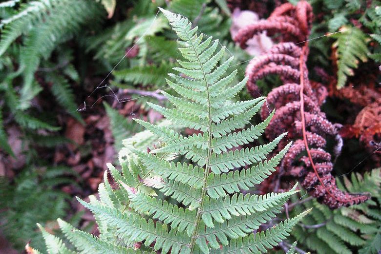 Dryopteris intermedia, Intermediate Woodfern, Shade plants, shade perennial, plants for shade, California Native Plants