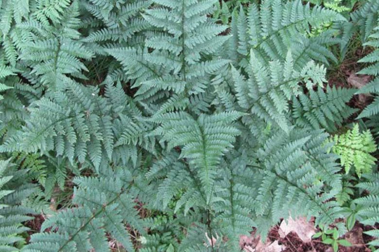 Dryopteris intermedia, Intermediate Woodfern, Evergreen Wood-fern, Fancy Wood Fern, Shade plants, shade perennial, plants for shade