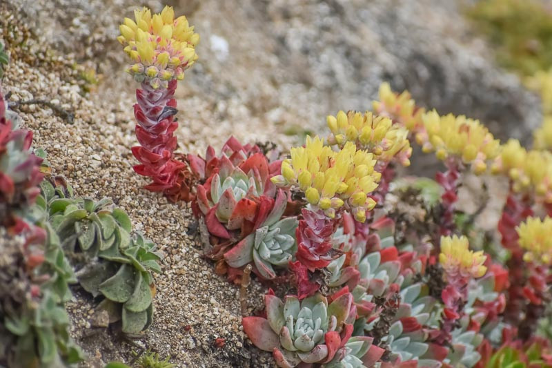 Dudleya farinosa (Bluff Lettuce)