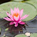 Dwarf Nymphaea, Dwarf Waterlily, Dwarf Water Lily, Miniature Nymphaea, Miniature Waterlily, Miniature Water Lily, Hardy Nymphaea, Small Ponds, Container Gardening