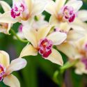 Easy Orchids, Easy Growing Orchids, Cattleya, Cymbidium, Cypripedium, Dendrobium, Masdevallia, Miltoniopsis, Oncidium, Paphiopedilum, Phalaenopsis, Phragmipedium, Vanda, Zygopetalum