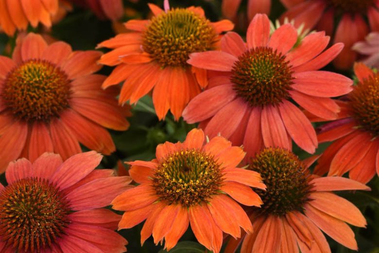 Echinacea Artisan Red Ombre, Artisan Red Ombre Echinacea, Coneflower Artisan Red Ombre, Echinacea Artisan Series, Red coneflower, Red coneflowers, Red Echinacea, Coneflower, Coneflowers