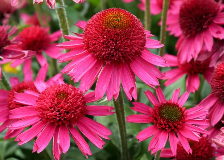 Echinacea Delicious Candy, Delicious Candy Echinacea, Coneflower Delicious Candy, Pink coneflower, Pink coneflowers, Pink Echinacea, Coneflower, Coneflowers