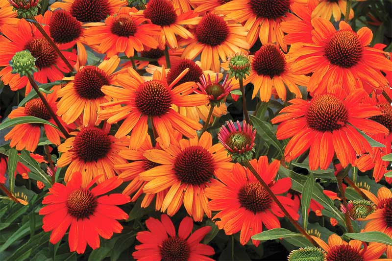 Echinacea Kismet Intense Orange, Kismet Intense Orange Echinacea, Coneflower Kismet Intense Orange, Echinacea 'Tnechkio', Kismet Series, Orange coneflowers, Orange Echinacea, Orange Flowers, Orange Perennials