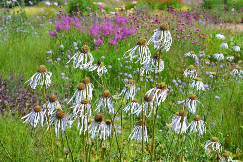 Echinacea Pallida 'Hula Dancer', Pale Purple Coneflower 'Hula Dancer', Purple Coneflower, Purple Echinacea, Coneflower, Cone flowers, Coneflowers