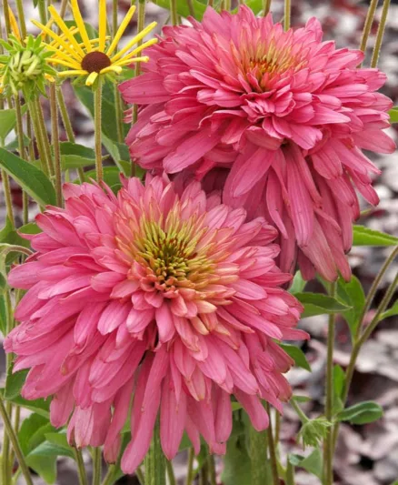 Echinacea 'Pink Poodle, Coneflower 'Pink Poodle', Pink coneflower, Pink coneflowers, Pink Echinacea, Double coneflower, Double coneflowers, Double Echinacea, Coneflower, Coneflowers