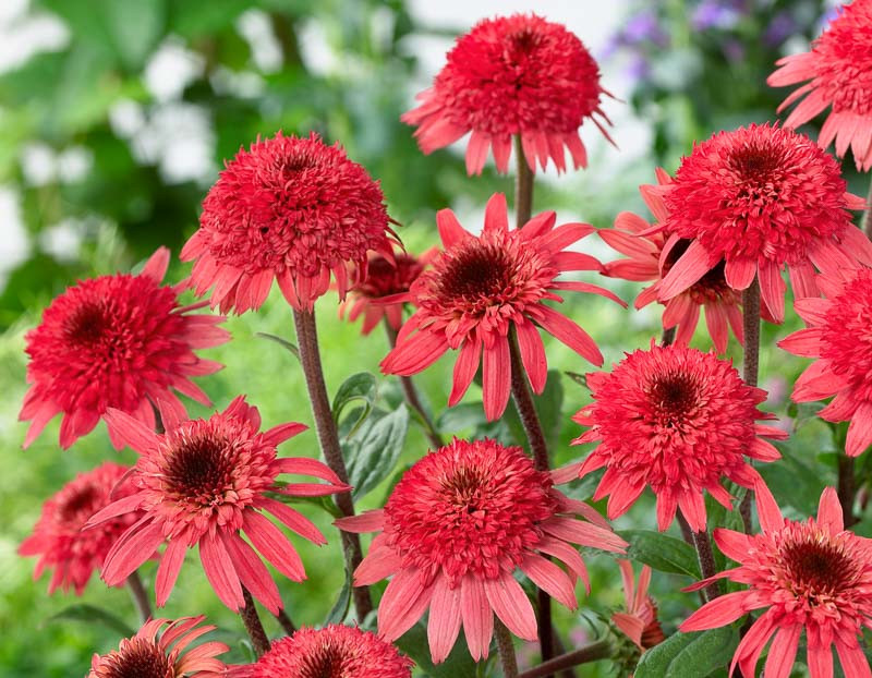 Echinacea purpurea 'Raspberry Truffle' (Coneflower)