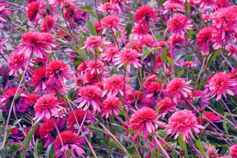 Echinacea 'Southern Belle', Coneflower 'Southern Belle', Pink coneflower, Pink coneflowers, Pink Echinacea, Coneflower, Coneflowers