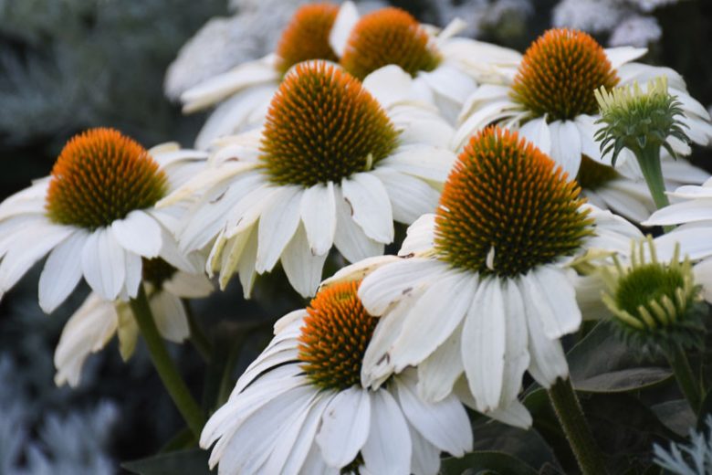 Echinacea The Price is White, The Price is White Echinacea, Coneflower The Price is White, Color Coded Series, White coneflower, White coneflowers, White Echinacea, Coneflower, Coneflowers