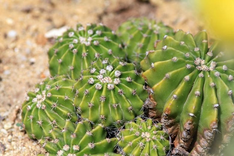 Echinopsis oxygona, Easter Lily Cactus, Sea-Urchin Cactus, Cereus oxygonus, Echinocactus oxygonus, Echinonyctanthus oxygonus