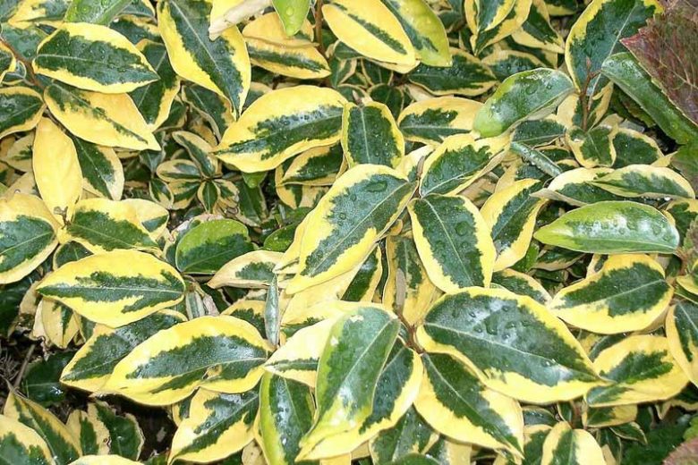 Elaeagnus x submacrophylla 'Gilt Edge', Oleaster 'Gilt Edge', Elaeagnus x ebbingei 'Gilt Edge', evergreen shrubs