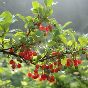 Elaeagnus umbellata, Autumn Oleaster, Autumn Olive, Oleaster, Silverberry, Elaeagnus crispa, Berries, Olives, Shrubs with berries