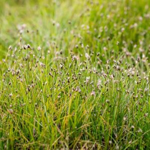 Eleocharis acicularis, Needle Spikerush, Dwarf Hairgrass, Needle-Spike Rush, Hair Grass, Aquatic Plants, Marginal Aquatics