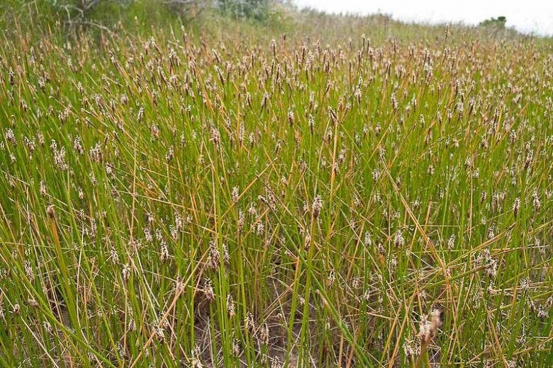 Eleocharis macrostachya, Pale Spikerush, Creeping Spike Rush, Pale Spike-Rush, Wire Grass, Common Spikerush, California Native Plant, California Native Grass