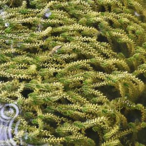 Elodea canadensis, Canadian Waterweed, Canadian Pondweed, American Waterweed, Canadian Waterweed, Choke Pondweed, Ditch Moss, Little Snakeweed, Water Thyme