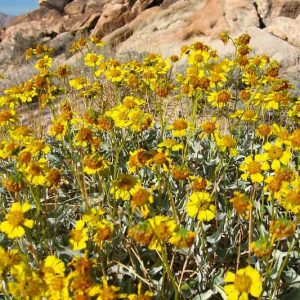 Encelia actoni,  Acton Encelia,  Acton Brittlebush, Acton's Brittlebush, Yellow Flowers, Drought Tolerant Flowers