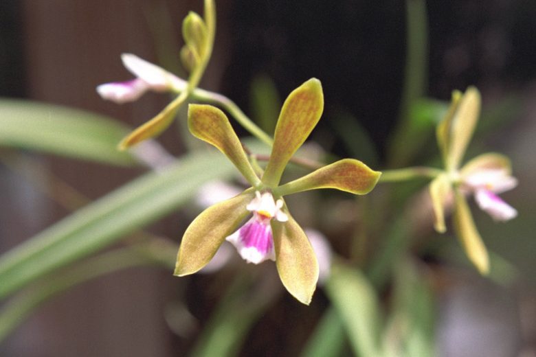 Encyclia tampensis, Tampa Butterfly Orchid, Butterfly Orchid, Florida Butterfly Orchid, Onion Orchid, Epidendrum tampense, Easy Orchids, Easy to Grow Orchids