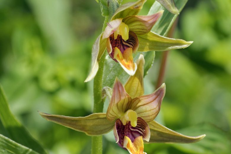Epipactis gigantea, Hardy Orchid, Giant Helleborine, Stream Orchid, Chatterbox Orchid, Giant Hellebore, Garden Orchids