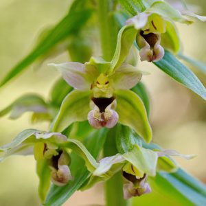 Epipactis helleborine, Hardy Orchid, Broad Leaved Helleborine, Epipactis latifolia, Garden Orchids