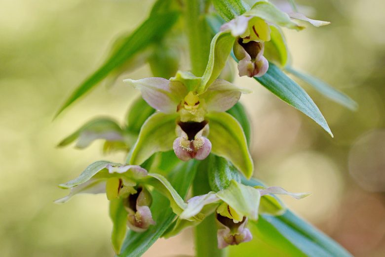 Epipactis helleborine, Hardy Orchid, Broad Leaved Helleborine, Epipactis latifolia, Garden Orchids