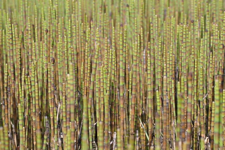 Equisetum fluviatile, Water Horsetail, Smooth Horsetail, Equisetum fluviatile var. limosum, Equisetum limosum, Pond Plants, Aquatic Plants, Water Garden Plants