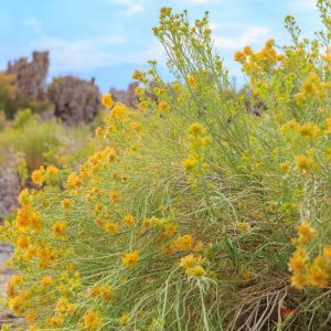 Ericameria nauseosa, Rubber Rabbitbrush, Gray Rabbitbrush, Yellow Flowers, Waterwise Perennial