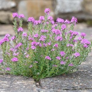 Erinus alpinus, Alpine Balsam, Fairy Foxglove, Jewel Flower, Liver Balsam, Pink Flowers, Purple Flowers