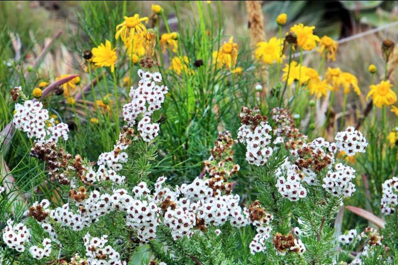 Eriocephalus africanus, Kapok Bush, Cape Snow Bush, Wild Rosemary, Evergreen shrub, Mediterranean Plant, Perennial Shrub, White Flowers