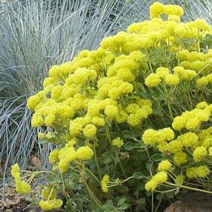 Eriogonum umbellatum,  Sulphur-Flower Buckwheat, Sulphur-Flower Wild Buckwheat, Sulphur Buckwheat, Sulphur Flower, Yellow Buckwheat