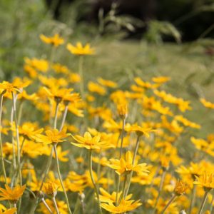 Eriophyllum lanatum, Oregon Sunshine, Sunshine Flower, Common Woolly Sunflower, Golden Yarrow, Yarrow Leaved Eriophyllum, Dwarf Woolly Sunflower, Pursh’s Woolyleaf, yellow flowers