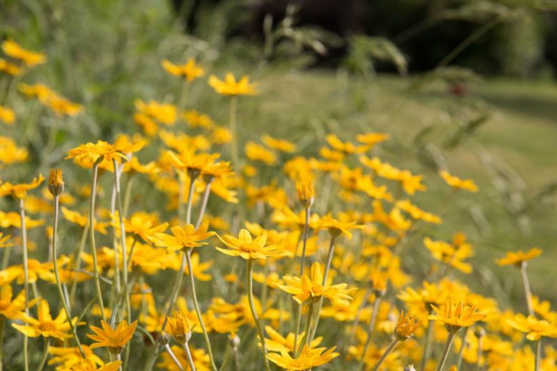 Eriophyllum lanatum, Oregon Sunshine, Sunshine Flower, Common Woolly Sunflower, Golden Yarrow, Yarrow Leaved Eriophyllum, Dwarf Woolly Sunflower, Pursh’s Woolyleaf, yellow flowers