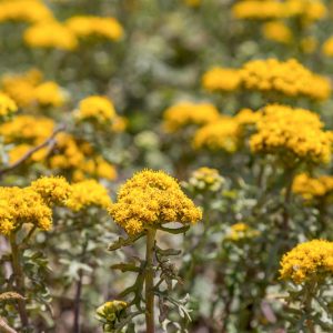 Eriophyllum staechadifolium, Seaside Woolly Sunflower, Lizard Tail, Yellow Flowers, Yellow Perennial, California Native Plants, California Native Perennials