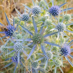 Eryngium amethystinum, Amethyst Sea Holly, Amethyst Eryngo, Italian Eryngo, Blue flowers, Blue perennials