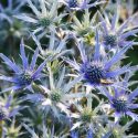 Eryngium Bourgatii 'Picos Blue', Mediterranean Sea Holly 'Picos Blue', Bourgati's Eryngo 'Picos Blue', Dry soils plants, Sandy soils plants, Blue flowers, Blue perennials