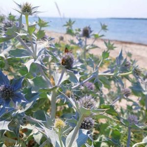 Eryngium maritimum, Sea Holly, Sea Eryngo, See Eryngium, Sea Holm, Semi-Evergreen Perennials, Blue flowers, Blue perennials