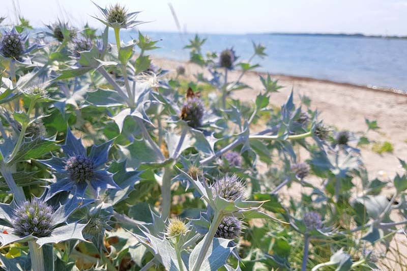 Eryngium maritimum (Sea Holly)