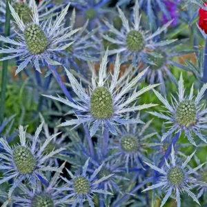 Eryngium x oliverianum, Oliver Sea Holly, Oliver Eryngo, Blue flowers, Blue perennials