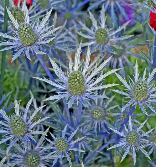 Eryngium x oliverianum, Oliver Sea Holly, Oliver Eryngo, Blue flowers, Blue perennials