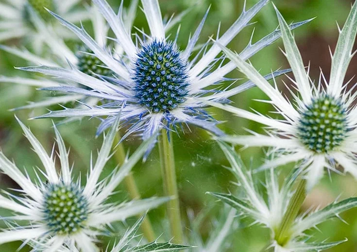 Eryngium x zabelii 'Jos Eijking' (Sea Holly)