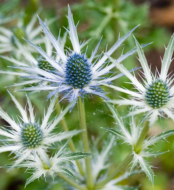 Eryngium x zabelii 'Jos Eijking' (Sea Holly)