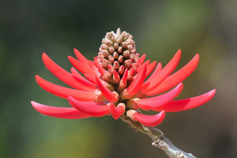 Erythrina coralloides, Naked Coral Tree, Red Flowers