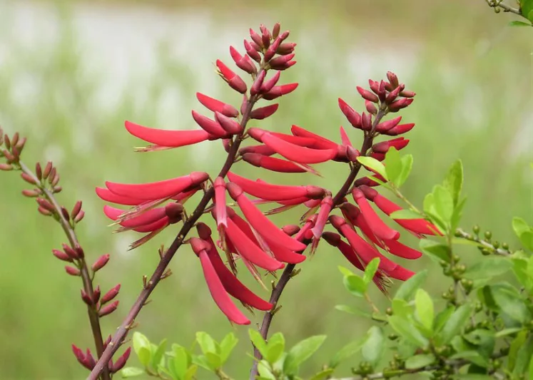 Erythrina herbacea, Cardinal Spear, Coralbean, Cherokee Bean, Red Cardinal, Erythrina arborea, Red Flowers