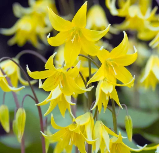 Erythronium 'Pagoda',Dog's Tooth Violet 'Kondo', Trout Lily 'Kondo', Glacier Lily 'Kondo', Fawn Lily 'Kondo', Yellow flowers, shade perennials