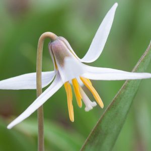Erythronium albidum, White Trout Lily, White Troutlily, White Dog's Tooth Violet, White Fawn Lily, Adder's-Tongue, Blonde Lilian, White flowers, shade perennials