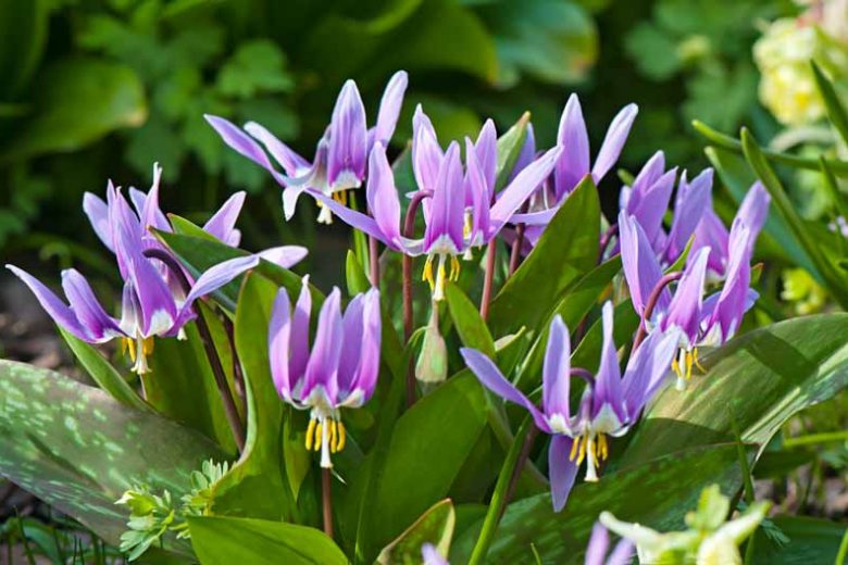 Erythronium dens-canis, Dog's Tooth Violet, Trout Lily, Adder's Tongue, Fawn Lily, Purple flowers, Spring flowers, Shade perennials