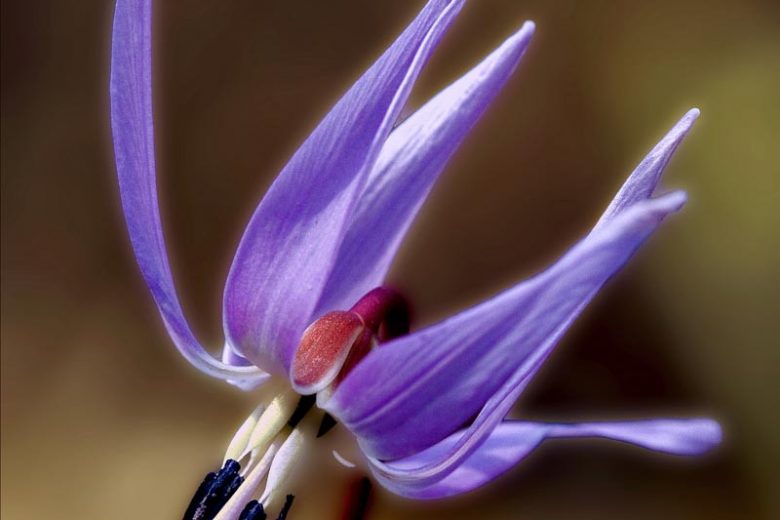 Erythronium dens-canis 'Japonicum', Dog's Tooth Violet 'Japonicum', Trout Lily 'Japonicum', Adder's Tongue 'Japonicum', Fawn Lily 'Japonicum, Purple flowers, Spring flowers, Shade perennials