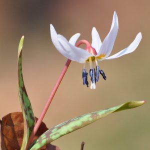 Erythronium dens-canis 'Snowflake', Dog's Tooth Violet 'Snowflake', Trout Lily 'Snowflake', Adder's Tongue 'Snowflake', Fawn Lily 'Snowflake', White flowers, Spring flowers, Shade perennials