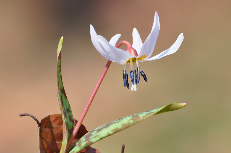 Erythronium dens-canis 'Snowflake' (Dog's Tooth Violet)