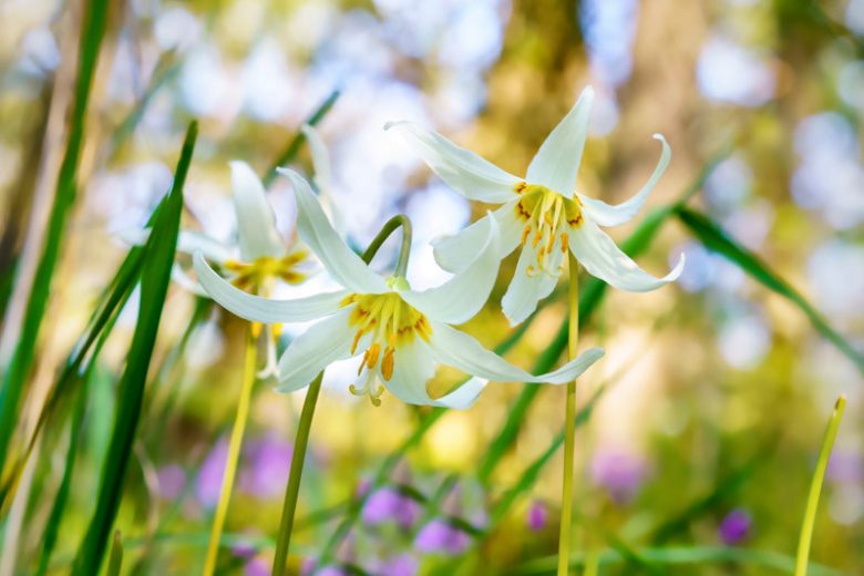 Erythronium oregonum, Giant White Fawn-Lily, Giant White Fawnlily, Oregon Fawn Lily, White flowers, shade perennials